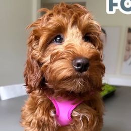 Foxy - Goldendoodle