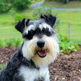Doc - Miniature Schnauzer