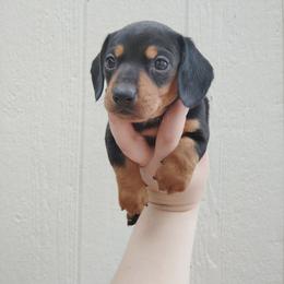 Mr Woodrow - Black and tan male Dachshund puppy in Williamsburg, New Mexico from The Outlawed Dachshunds