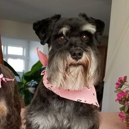 Miniature Schnauzers from Dogs and Cats Castle Mini Schnauzers