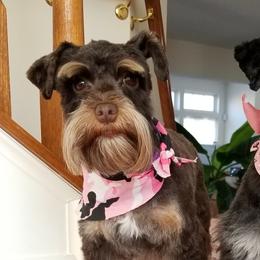 Miniature Schnauzers from Dogs and Cats Castle Mini Schnauzers