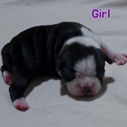 Purple - Black and white female Boston Terrier puppy in Clinton Township, Michigan from Greenberg's Boston Terriers & Bullies of Metro Detroit