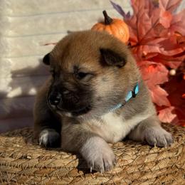 Turquoise - Red female Shiba Inu puppy in Elizabeth, New Jersey from Shiba Inu Loving Care