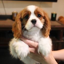 Boy 2 - male Cavalier King Charles Spaniel puppy in Wesley Chapel, Florida from Ohana Cavaliers