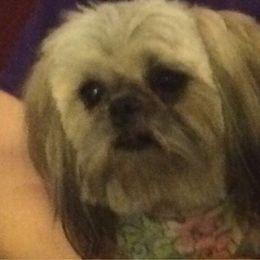 Lily - Shih Tzu