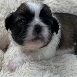 Full AKC Male 1 - Fawn sable male Pekingese puppy in Pennsylvania from Triple I Pekes