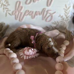 Assorted Doodle Crosses and Aussiedoodle Puppies from Parrish Precious Ones Missouri