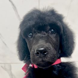 Reba - Poodle puppy from Faksa Standard Poodles
