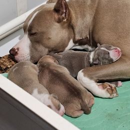 American Pit Bull Terrier Puppies from Mika Tica Kennels