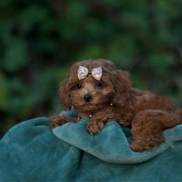 Stardust - Red female Cavapoo puppy in Bellingham, Washington from My Sweet Poodles and Doodles