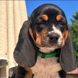 Green - Black brown and white male Basset Hound puppy in Fayetteville, Tennessee from Southern Town Hounds