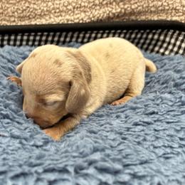 Rigatoni - Dapple male Dachshund puppy in Scottdale, Pennsylvania from Our Sweet Dachshund Farm