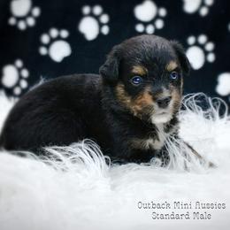 Scout - Black tri-color male Australian Shepherd puppy in Ranger, Texas from Outback Mini Aussies