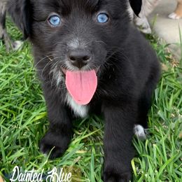 Australian Shepherd Puppies from Painted Blue Aussies
