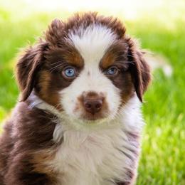 Miniature American Shepherd and Miniature Australian Shepherd Puppies from Bellewynd Acres