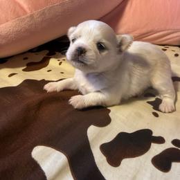 Shemp - Cream and white male Chihuahua puppy in Beaumont, Texas from Anastasia’s Tiny Pupps