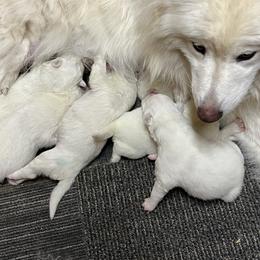 Boy 3 - White male Samoyed puppy in Spring City, Utah from White Rocks Samoyeds