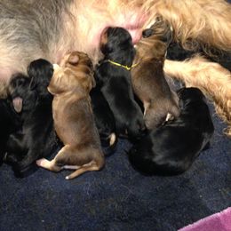 Otterhound Puppies from Blue Fairy Otterhounds
