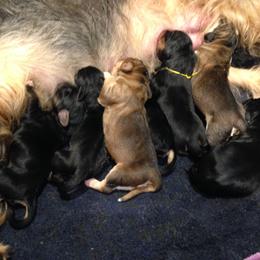 Otterhound Puppies from Blue Fairy Otterhounds