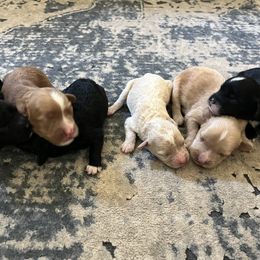 Cavapoo puppies from Still Water Puppies