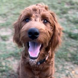 Goldendoodle Puppies from Doodles by Piper