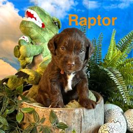Raptor - Chocolate male Labradoodle puppy in Chelan, Washington from North Cascades Doodles