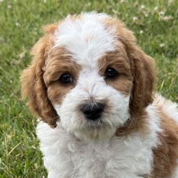 Cavapoos from Taylia's Cavapoos