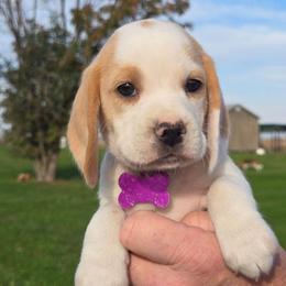 Nutmeg - Lemon and white female Beagle puppy in Bethany, Missouri from Fox Creek Beagles