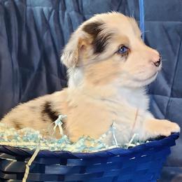 American Corgis from Circle Star Corgis
