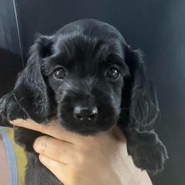 Keiko - Black female Dachshund puppy in Bigfork, Minnesota from Dachshunds Up North