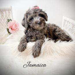Jamaica - Merle female Goldendoodle puppy in from Pink Poodles and Doodles