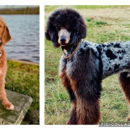 Labradoodle puppies from Howdy Doodles
