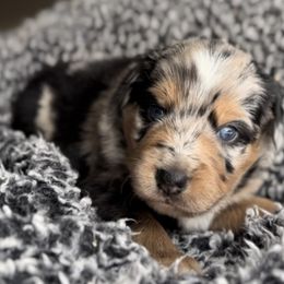 Miniature Australian Shepherd Puppies from Acton Aussies