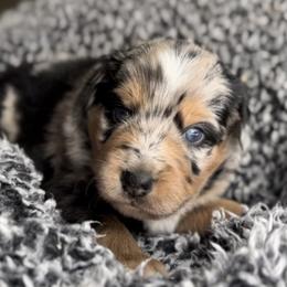 Miniature Australian Shepherd Puppies from Acton Aussies