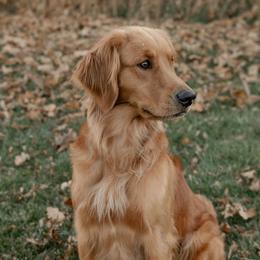 Willow - Golden Retriever