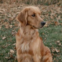 Willow - Golden Retriever