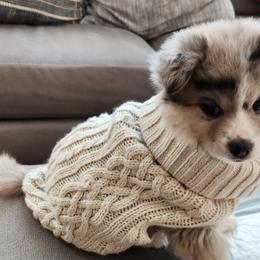 Pomskies from Natomas Pomsky