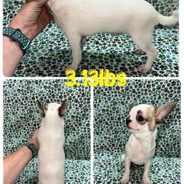 Gauge - Chihuahua