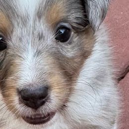 Shetland Sheepdogs from Kristie Wiehe
