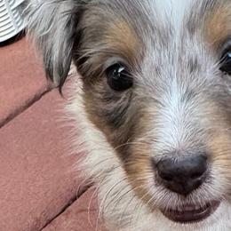 Shetland Sheepdogs from Kristie Wiehe