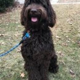 Ozzie - Australian Labradoodle