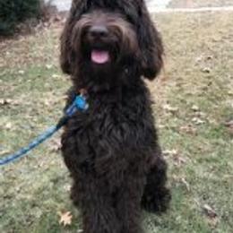 Ozzie - Australian Labradoodle