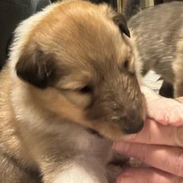 Denver - Sable and white male Collie puppy in Norris City, Illinois from Hoskins Collies