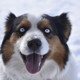 ALLIE - Australian Shepherd