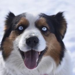 ALLIE - Australian Shepherd