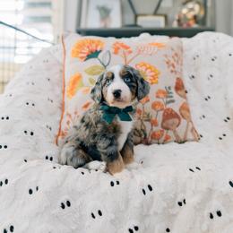 Nutmeg - Merle male Bernedoodle puppy in Murray, Utah from Sun Valley Doodles