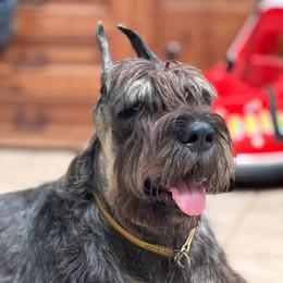 PERSEUS - Giant Schnauzer