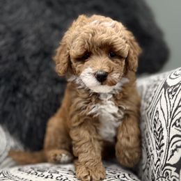 Goldendoodle Puppies from Karmadoodlee