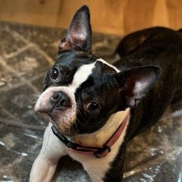 Tiger - Boston Terrier