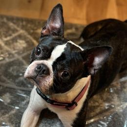 Tiger - Boston Terrier
